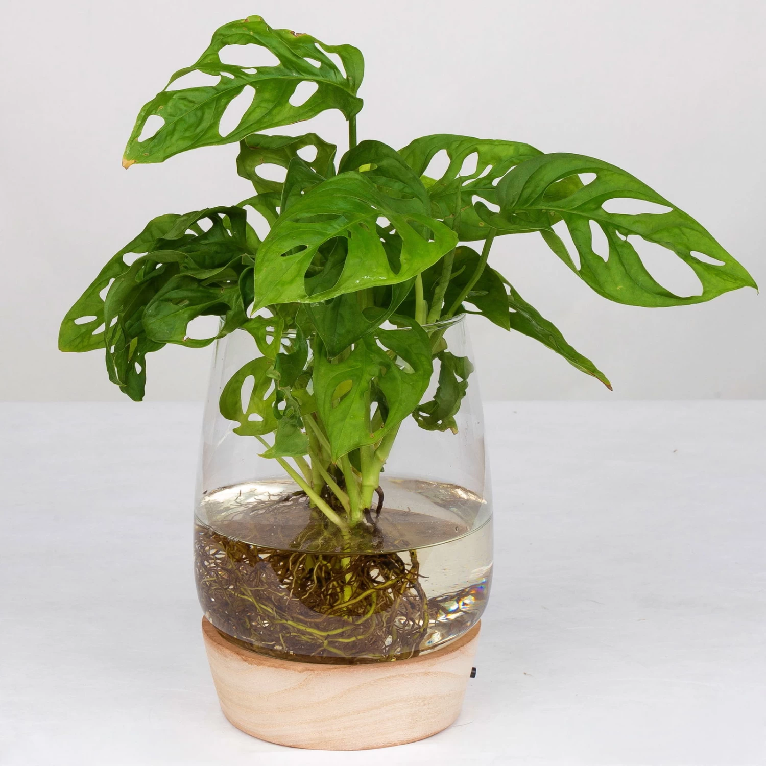 Monstera 'Water Roots' In Glasvase Ohne Erde Ø 12cm, Mit LED-Holzuntersetzer 2 Monstera 'Water Roots' In Glasvase Ohne Erde Ø 12cm, Mit LED-Holzuntersetzer – Bild 2