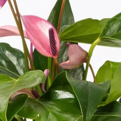 Anthurie 'Water Roots' Rosa, Sorte 'Zizou', In Glasvase 12cm Ø, Ohne Erde -Gartenserien Geschäft 1530103038 Anthurie Zizou rosa in Glasvase 3 108121