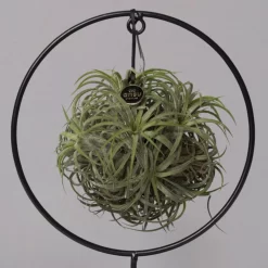 Tillandsia 'Magic Ball' In Rundem Metallgestell, 17cm Ø -Gartenserien Geschäft 1530150012 Tillandsia Ring Magic Ball rund 2 115572