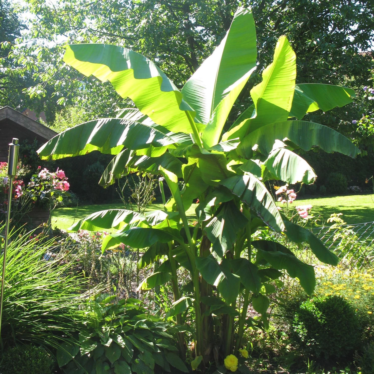 Bananenpflanze, Topf-Ø 17 Cm, Höhe Ca. 60 Cm, 2er-Set 7 Bananenpflanze, Topf-Ø 17 Cm, Höhe Ca. 60 Cm, 2er-Set – Bild 7