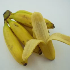 Bananenpflanze, Topf-Ø 17 Cm, Höhe Ca. 60 Cm, 2er-Set 14 Bananenpflanze, Topf-Ø 17 Cm, Höhe Ca. 60 Cm, 2er-Set -Gartenserien Geschäft 1610200313 Blu Bio Banane T12 2er Set Musa basjoo winterhart WS 3 109596