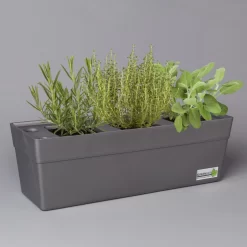 Grillkräuter Salbei, Rosmarin & Thymian, Topf 11x11 Cm, Inkl. Greenbar®