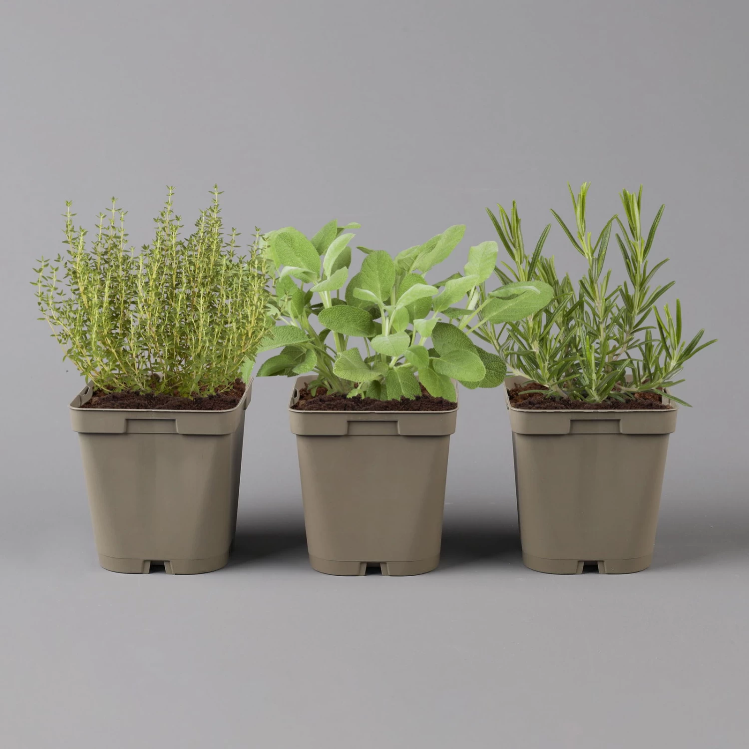 Grillkräuter Salbei, Rosmarin & Thymian, Topf 11x11 Cm, Inkl. Greenbar® 2 Grillkräuter Salbei, Rosmarin & Thymian, Topf 11x11 Cm, Inkl. Greenbar® – Bild 2