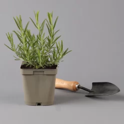 Grillkräuter Salbei, Rosmarin & Thymian, Topf 11x11 Cm, Inkl. Greenbar® 14 Grillkräuter Salbei, Rosmarin & Thymian, Topf 11x11 Cm, Inkl. Greenbar® -Gartenserien Geschäft 1610300382 rosmarin Greenbar Grillkraeuter Kasten Anthrazit und 3Kraeuter t 122891