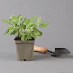 Grillkräuter Salbei, Rosmarin & Thymian, Topf 11x11 Cm, Inkl. Greenbar® 13 Grillkräuter Salbei, Rosmarin & Thymian, Topf 11x11 Cm, Inkl. Greenbar® -Gartenserien Geschäft 1610300382 salbei Greenbar Grillkraeuter Kasten Anthrazit und 3Kraeuter t 122890