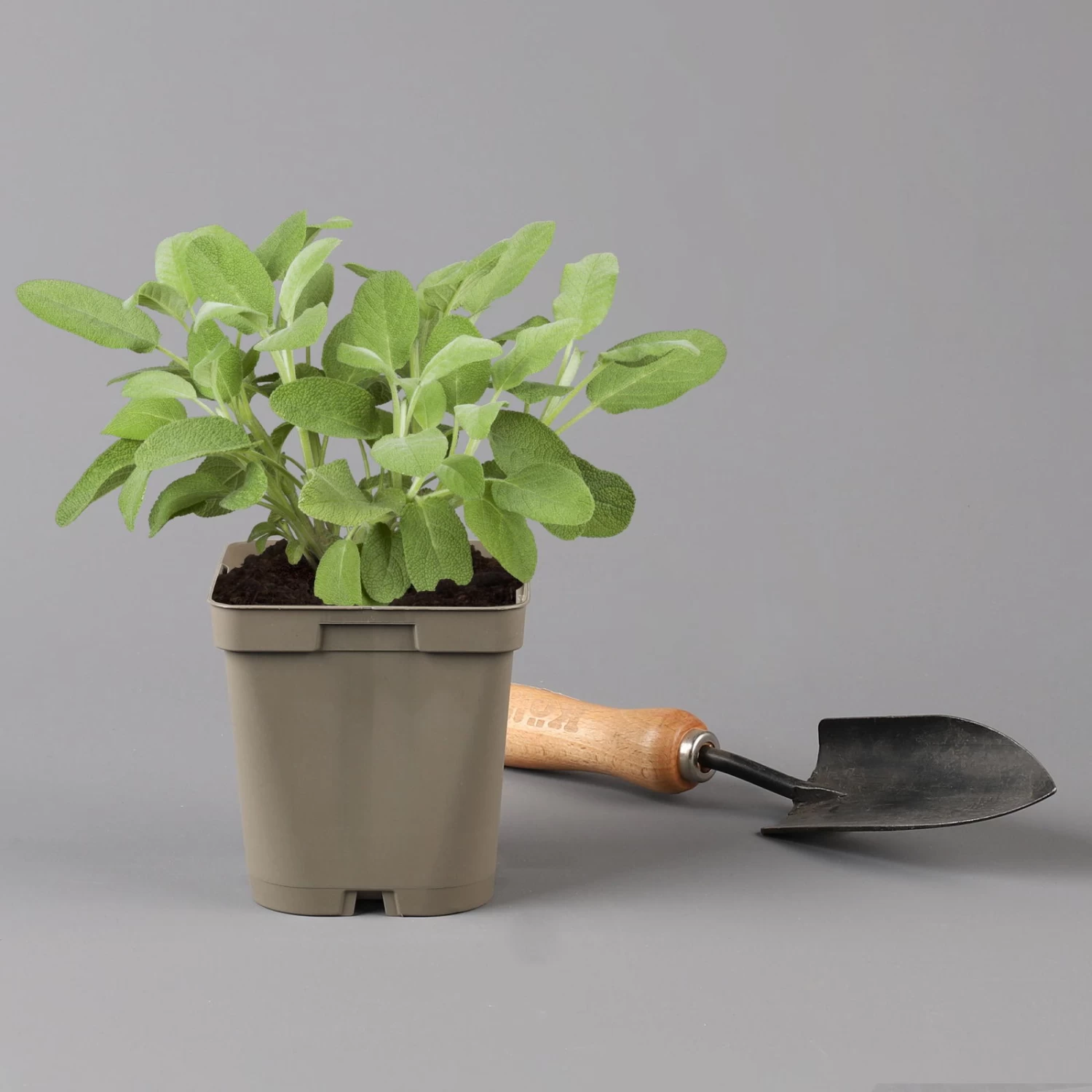 Grillkräuter Salbei, Rosmarin & Thymian, Topf 11x11 Cm, Inkl. Greenbar® 4 Grillkräuter Salbei, Rosmarin & Thymian, Topf 11x11 Cm, Inkl. Greenbar® – Bild 4