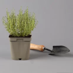 Grillkräuter Salbei, Rosmarin & Thymian, Topf 11x11 Cm, Inkl. Greenbar® 12 Grillkräuter Salbei, Rosmarin & Thymian, Topf 11x11 Cm, Inkl. Greenbar® -Gartenserien Geschäft 1610300382 thymian Greenbar Grillkraeuter Kasten Anthrazit und 3Kraeuter t 122889