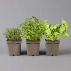 Küchenkräuter Basilikum, Oregano & Petersilie, Topf 11x11 Cm, Inkl. Greenbar® -Gartenserien Geschäft 1610300383 Greenbar Kuechenkraeuter Kasten Anthrazit und 3Kraeuter 122883
