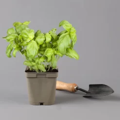 Küchenkräuter Basilikum, Oregano & Petersilie, Topf 11x11 Cm, Inkl. Greenbar® -Gartenserien Geschäft 1610300383 basilikum Greenbar Kuechenkraeuter Kasten Anthrazit und 3Kraeuter 122886