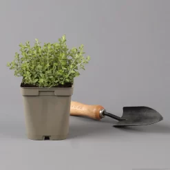 Küchenkräuter Basilikum, Oregano & Petersilie, Topf 11x11 Cm, Inkl. Greenbar® -Gartenserien Geschäft 1610300383 oregano Greenbar Kuechenkraeuter Kasten Anthrazit und 3Kraeuter 122885