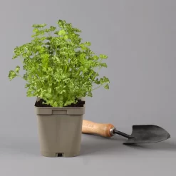 Küchenkräuter Basilikum, Oregano & Petersilie, Topf 11x11 Cm, Inkl. Greenbar® -Gartenserien Geschäft 1610300383 petersilie Greenbar Kuechenkraeuter Kasten Anthrazit und 3Kraeuter 122884