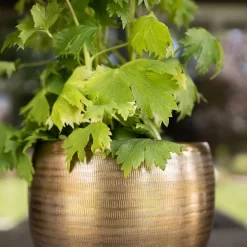 Pflanzgefäß 'Rowen', Gold, Ø 31 X H 28 Cm 5 Pflanzgefäß 'Rowen', Gold, Ø 31 X H 28 Cm -Gartenserien Geschäft 3210801620 Pflanzgefaess Rowen gold D 31 x H 28 cm 1 114980