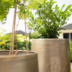 Pflanzgefäß 'Rowen', Gold, Ø 38 X H 62 Cm 14 Pflanzgefäß 'Rowen', Gold, Ø 38 X H 62 Cm -Gartenserien Geschäft 3210801630 3210801631 3210801632 3210801633 Pflanzgefaess Rowen gold 2 115015