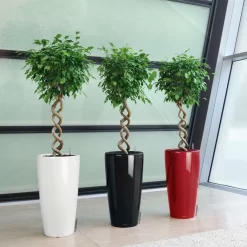 LECHUZA Rondo Premium, All-in-One-Set, Weiß Hochglanz, Ø 33 Cm, H:56 Cm 7 LECHUZA Rondo Premium, All-in-One-Set, Weiß Hochglanz, Ø 33 Cm, H:56 Cm -Gartenserien Geschäft 3325100103 Rondo Premium40 weiss All in OneSet D40xH75cm RGB 7757