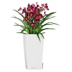 LECHUZA Cubico Premium 40, Weiß Hochglanz, All-in-One-Set, 40 X 40, H:75 Cm -Gartenserien Geschäft 3325100114 CubicoPremium22 weiss All in One Set 22x22x41cm RGB 2 7572