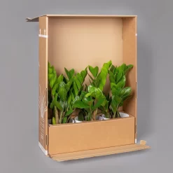 Zickzackstrauch, Inkl. Übertopf Dallas Weiß, Topf-Ø 13 Cm, Höhe Ca. 25 Cm -Gartenserien Geschäft B2 02 Karton Sets mit Keramik 2 126160 1