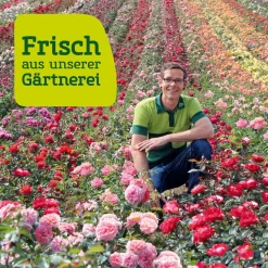 Edelrose 'Marlene®', Rot, Topf 6 Liter -Gartenserien Geschäft Rosenfeld wenk 2000x2000 18