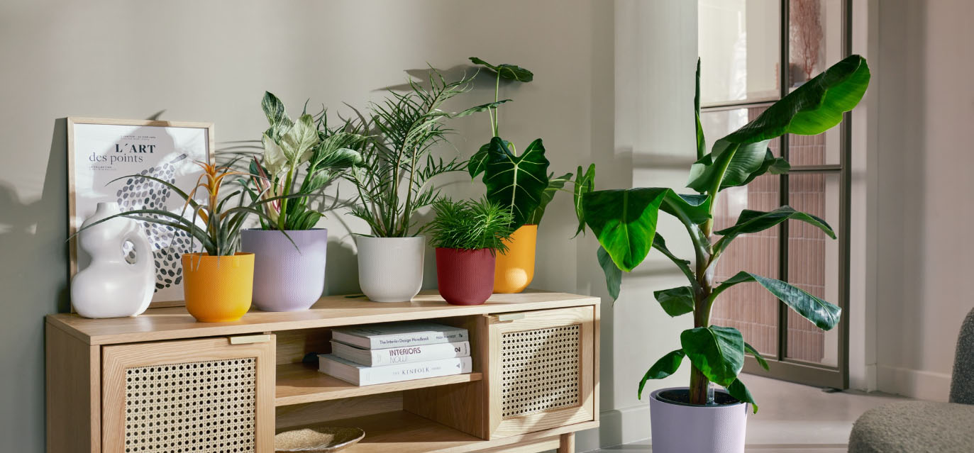 Gartenserien Geschäft -Gartenserien Geschäft fdgdfg