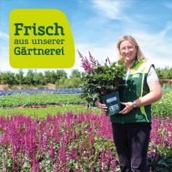 Storchschnabel 'Rozanne'® Violett, Topf-Ø 12 Cm, 3er-Set -Gartenserien Geschäft frau setz eigenproduktion 6