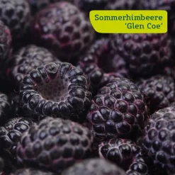 Himbeer-Set 'Dunkle Früchtchen', 4er-Set, Topf Je 2 Liter -Gartenserien Geschäft sommerhimbeere glen coe 78199